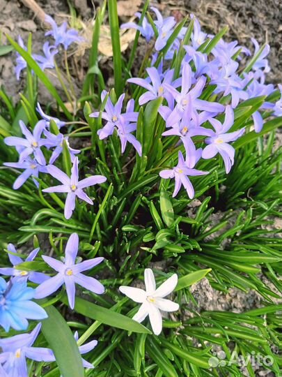 Цветы уличные многолетние