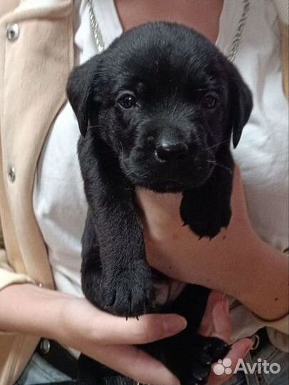 Щенки лабрадора