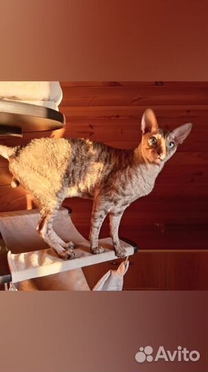 Шериф, парень в редком окрасе