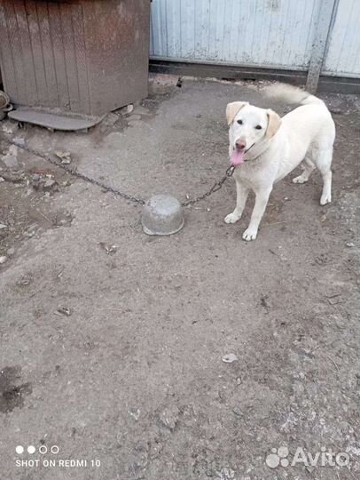 Собака в добрые руки