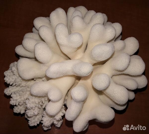 Большой натуральный белый морской коралл Elkhorn