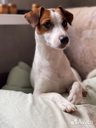Джек Рассел терьер вязка