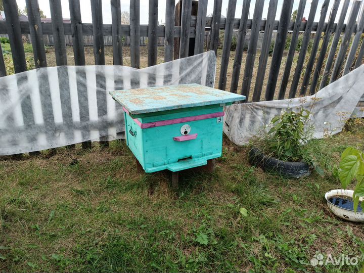 Продам пчелосемьи