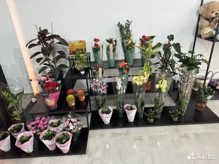 Комнатные растения.фаленопсис.драцена.заимокулькас