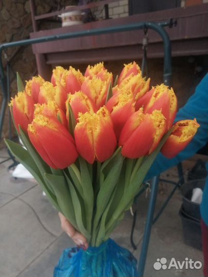 Тюльпаны оптом и луковицы оптом к 8 марта
