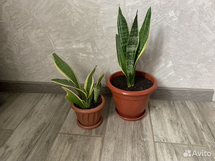 Эпипремнум, гранат нана, хризантемы