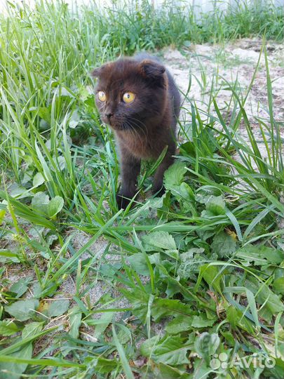 Шотландская