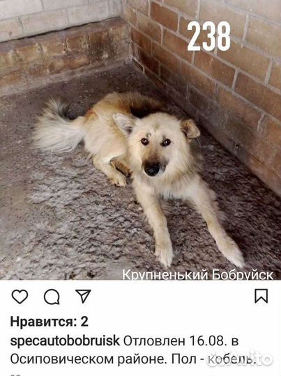 Собака в добрые руки