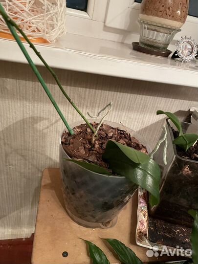 Комнатные растения