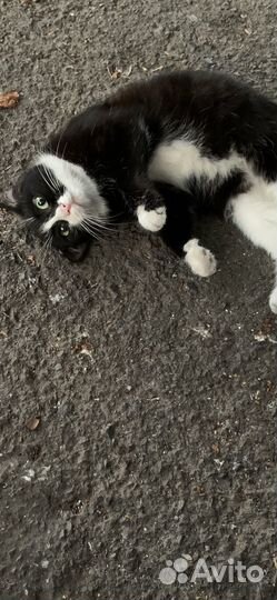 Зеленоглазая красотка