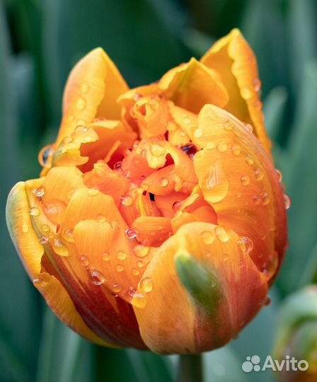 Фотограф-флорист