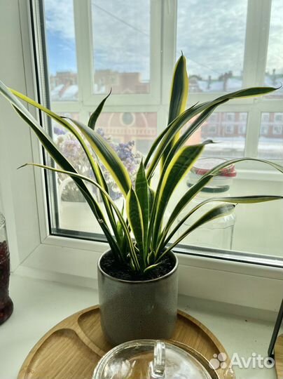 Сансевиерия щучий хвост