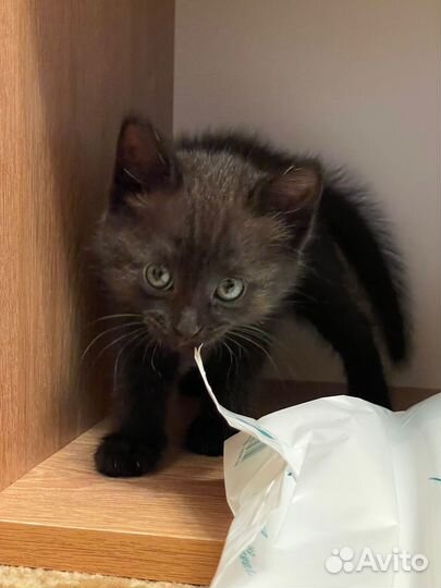 Отдам домашних вислоухих котят в заботливые руки