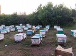 Опыление пчелами
