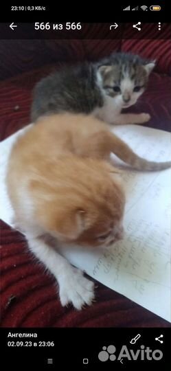 Котята в добрые руки