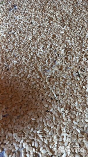 Семена тыквы