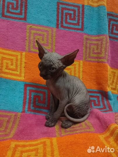 Канадский сфинкс котенок