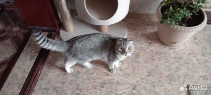 Шотландская вислоухая