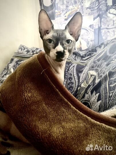 Кот сфинкс вязка