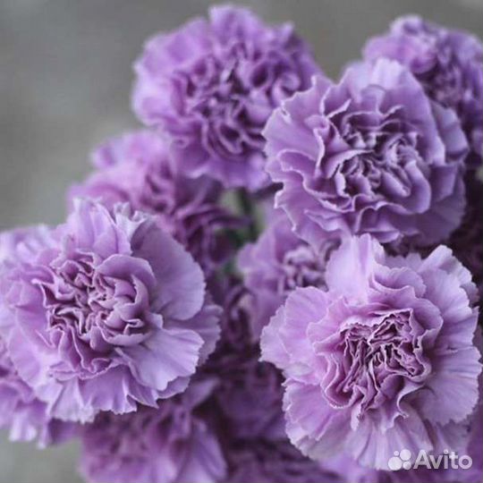 Цветы диантус