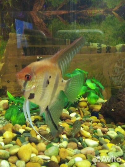 Продажа аквариумных рыбок