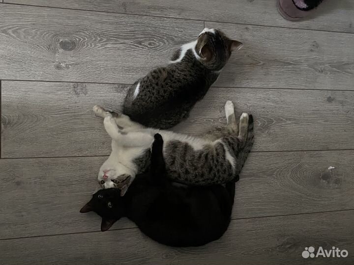 Котики бесплатно в добрые руки