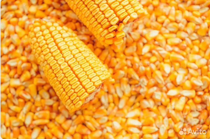 Кукуруза