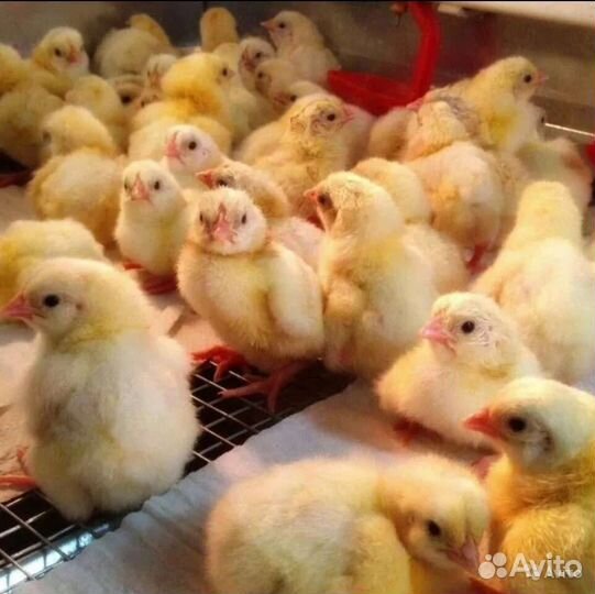 Цыплята бройлеры