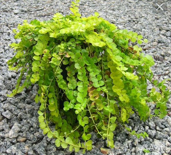 Вербейник монетчатый, вейник, котовник