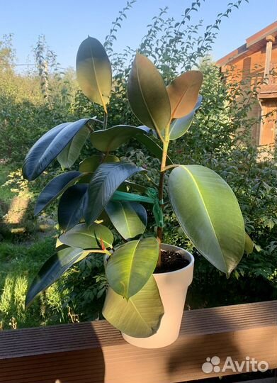 Плектрантус