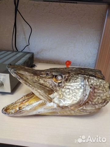 Чучело головы щуки 10кг