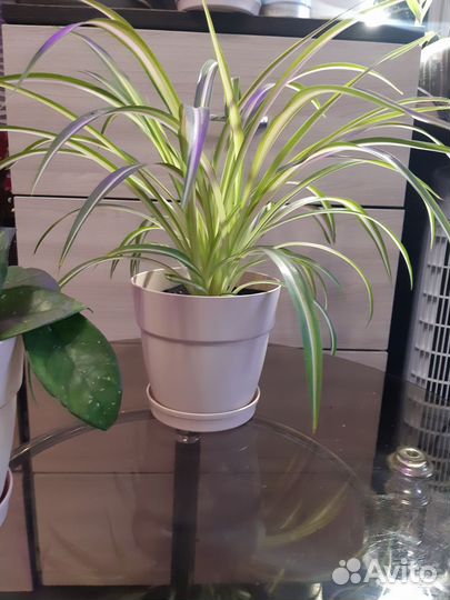 Традесканция Зебрина,Хлорофитум, Хоя