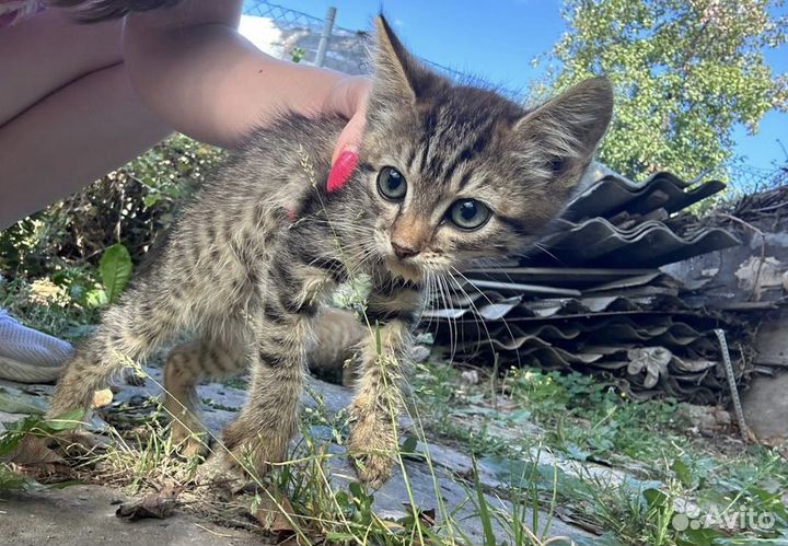 Котенок в добрые руки