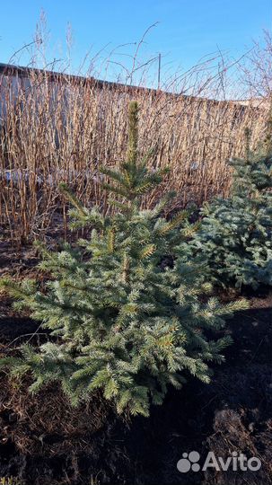 Саженцы ель голубая