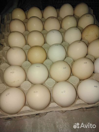 Яйцо гуся, индейки, несушки от своего стада