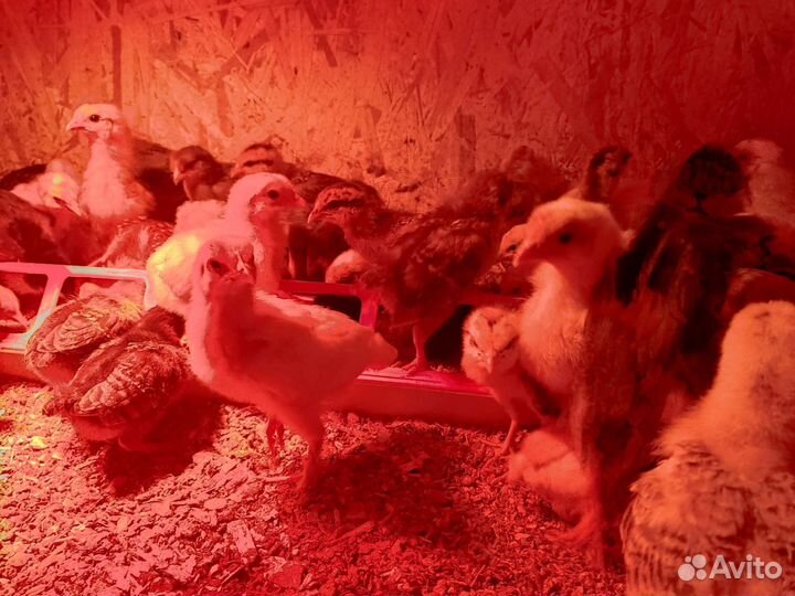 Цыплята подрощенные