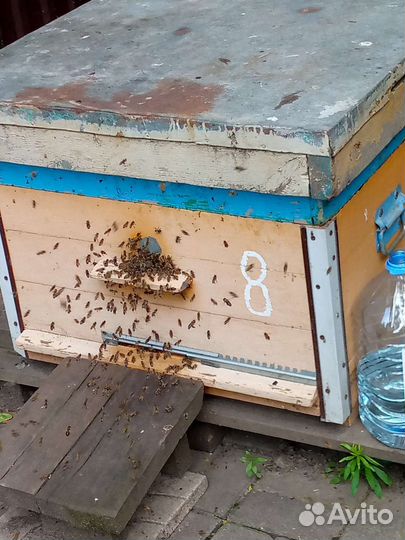 Продам пчелосемьи