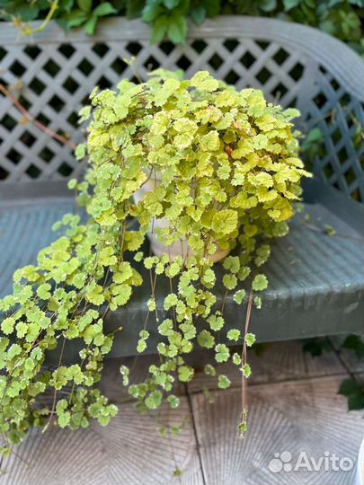 Будра плющевидная