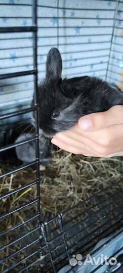 Декоративные кролики