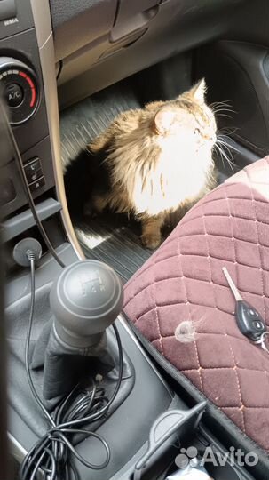 Ищем кошку для вязки