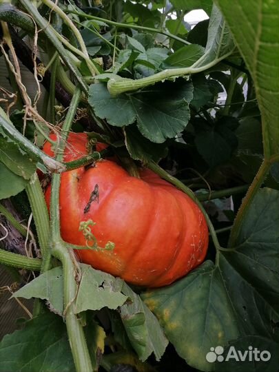 Продам тыкву