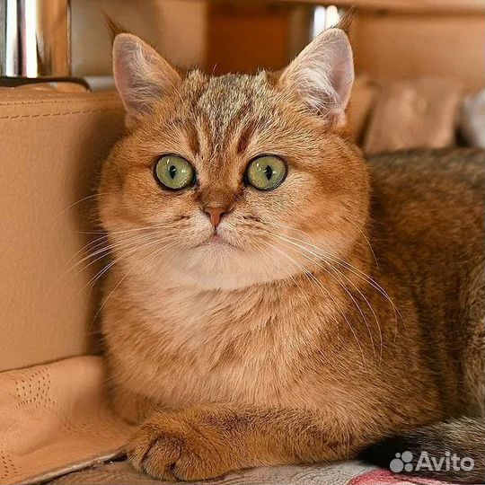 Элитные клубные британцы золотая шиншилла подарок