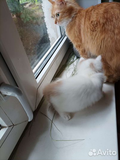 Котики бесплатно в добрые руки