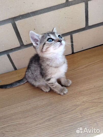 Котенок в добрые руки