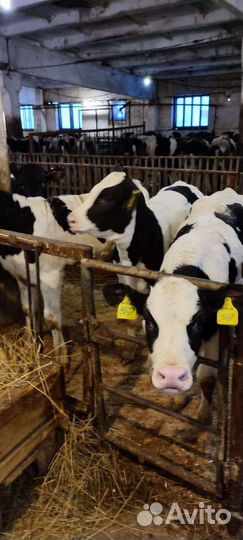 Бычки телята