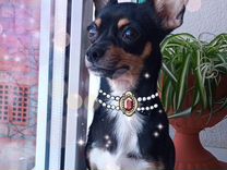 ансамбль цветень курган состав. танец карагод белгородская область. баумана 1а заволжье. гоголя 55 курган. цветень ансамбль курган.