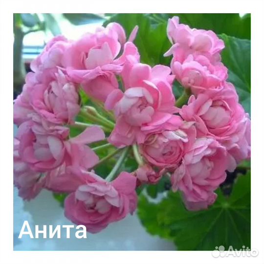 Пеларгония Анита