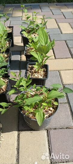 Спирея японская