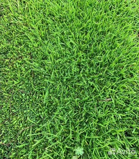 Семена спорыша (птичего горца)