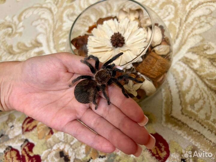 Муравьи для фермы, пауки птицееды и скорпионы